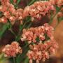 Seminte profesionale Limonium sinuatum - Flori de pai - imagine 48761